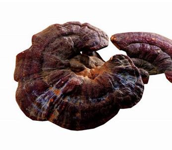 孕妇可以吃灵芝吗 孕妇可以吃灵芝吗