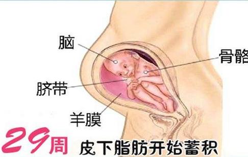 胎儿双顶径标准 胎儿双顶径标准