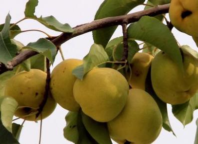 孕妇可以吃梨吗 孕妇可以吃梨吗