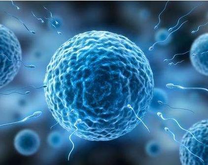 如何提高卵子质量