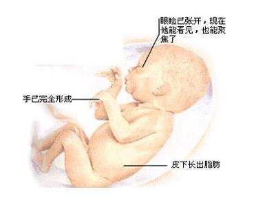 怀孕7个月注意事项