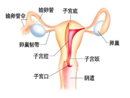 输卵管检查多少钱 输卵管检查多少钱