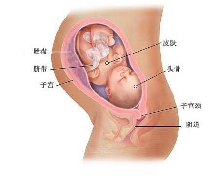【怀孕九个月】怀孕九个月胎儿图 怀孕9个月注意事项
