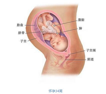 【怀孕九个月】怀孕九个月胎儿图 怀孕9个月注意事项