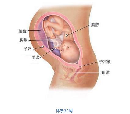 【怀孕九个月】怀孕九个月胎儿图 怀孕9个月注意事项
