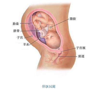 【怀孕九个月】怀孕九个月胎儿图 怀孕9个月注意事项