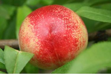 孕妇能吃油桃吗