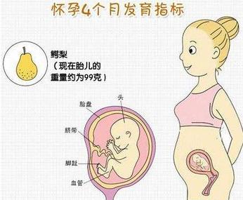怀孕四个月肚子有多大 怀孕四个月肚子有多大