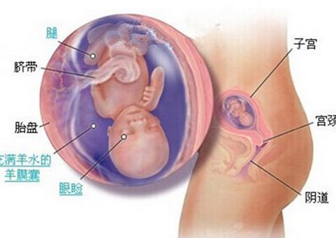 怀孕14周胎儿彩超图