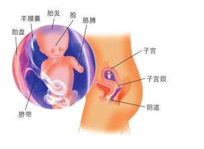 怀孕四个月吃什么好 怀孕四个月吃什么好