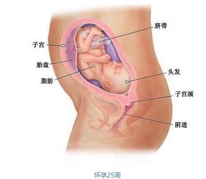 【7个月的胎儿】7个月的胎儿发育图 怀孕7个月胎儿大小 【7个月的胎儿】7个月的胎儿发育图 怀孕7个月胎儿大小