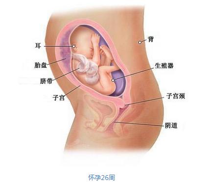 【7个月的胎儿】7个月的胎儿发育图 怀孕7个月胎儿大小 【7个月的胎儿】7个月的胎儿发育图 怀孕7个月胎儿大小