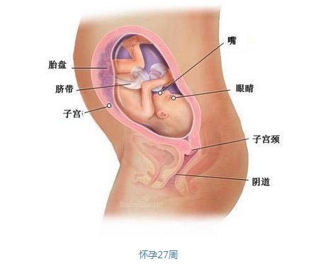 【7个月的胎儿】7个月的胎儿发育图 怀孕7个月胎儿大小 【7个月的胎儿】7个月的胎儿发育图 怀孕7个月胎儿大小