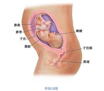 【7个月的胎儿】7个月的胎儿发育图 怀孕7个月胎儿大小 【7个月的胎儿】7个月的胎儿发育图 怀孕7个月胎儿大小