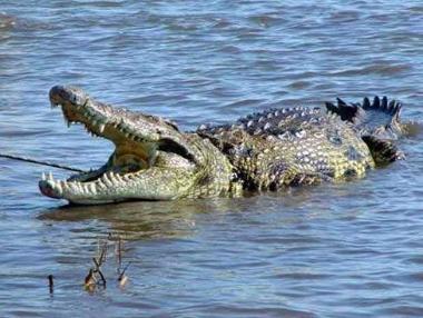 孕妇梦见鳄鱼:孕妇梦见鳄鱼的征兆 孕妇梦见鳄好不好 孕妇梦见鳄鱼:孕妇梦见鳄鱼的征兆 孕妇梦见鳄好不好