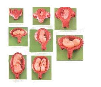 胎儿头围标准 胎儿头围标准