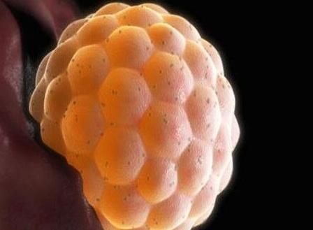 同房后多久受精