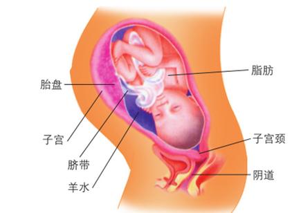 怀孕九个月男胎儿图 怀孕九个月男胎儿图