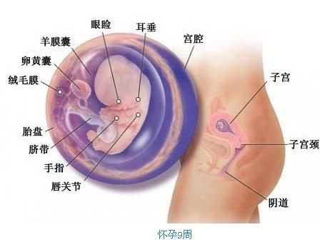 怀孕3个月胎儿b超图