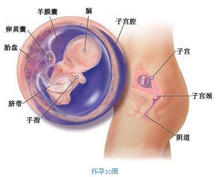 怀孕3个月胎儿b超图