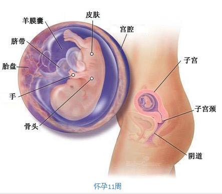 怀孕3个月胎儿b超图