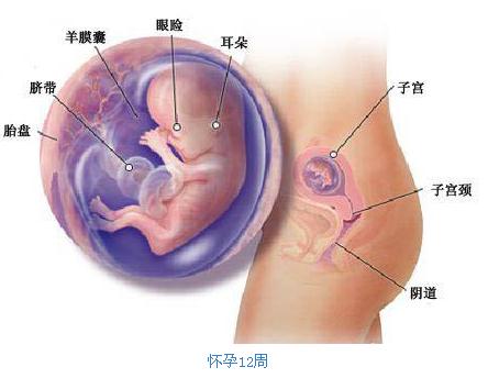 怀孕3个月胎儿b超图