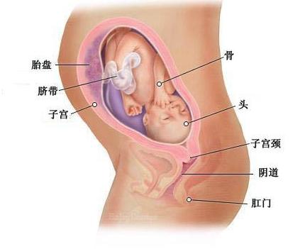 怀孕8个月胎儿b超图