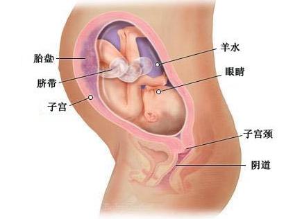 怀孕8个月胎儿b超图