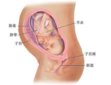 怀孕8个月胎儿b超图