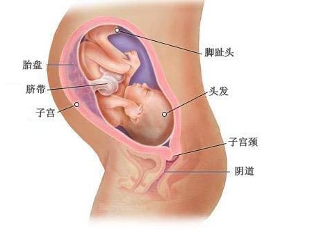 怀孕8个月胎儿b超图