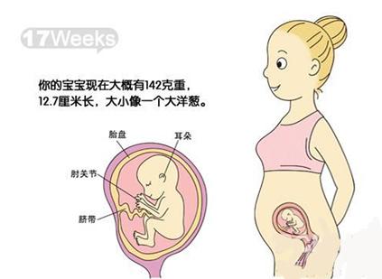 怀孕5个月肚子有多大