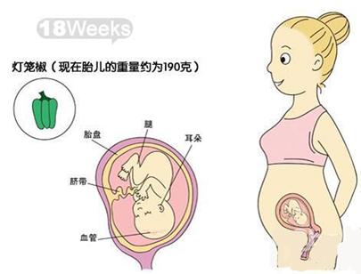 怀孕5个月肚子有多大
