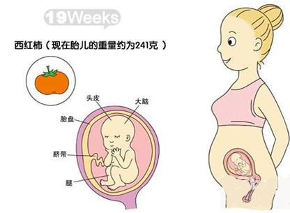 怀孕5个月肚子有多大