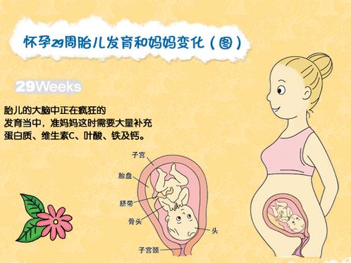 子宫的大小:(第31周后)子宫底高度23~30cm   这个时期的宝宝大脑和