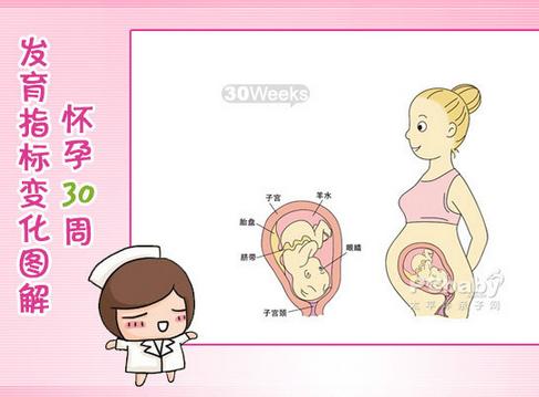 怀孕八个月女胎儿图