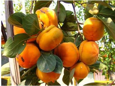 孕妇能吃柿子吗 孕妇能吃柿子吗