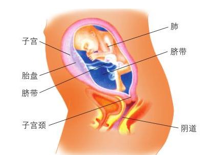 怀孕6个月胎儿大小