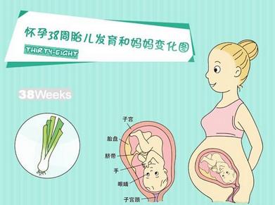 38周胎儿双顶径标准