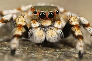 蜘蛛会不会攻击睡觉的人(蜘蛛不会攻击睡觉的人)