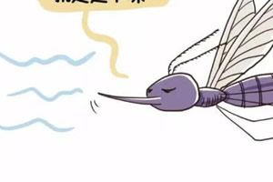 蚊子的寿命到底有多长(雄性蚊子活20天) 蚊子的寿命到底有多长(雄性蚊子活20天)