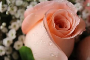 男生11朵玫瑰代表什么意思(玫瑰花的花语)