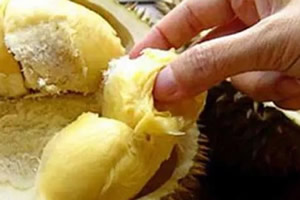 榴莲发现没熟剥开了怎么办(7个方法催熟) 榴莲发现没熟剥开了怎么办(7个方法催熟)