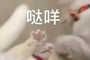 网络语女生说达咩是什么意思 达咩是什么梗 网络语女生说达咩是什么意思 达咩是什么梗