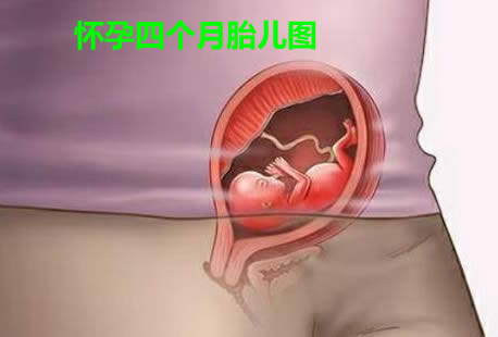 四个月胎儿图 怀孕4个月胎儿B超图