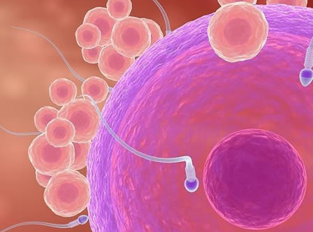 为什么只有精子库没有卵子库(三大原因)