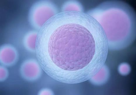 卵泡大小与内膜厚度对照表(厚度11mm已排卵了呢)